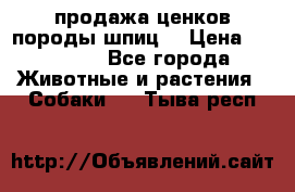 продажа ценков породы шпиц  › Цена ­ 35 000 - Все города Животные и растения » Собаки   . Тыва респ.